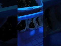 os acessórios da cinta plástica do PE 1000Pcs 1/2 avançam o tipo plástico braçadeira de R do grampo